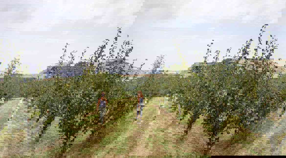 Campagna