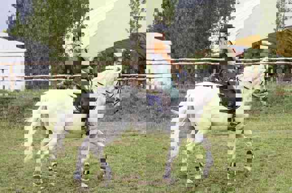 Cavallo Bianco