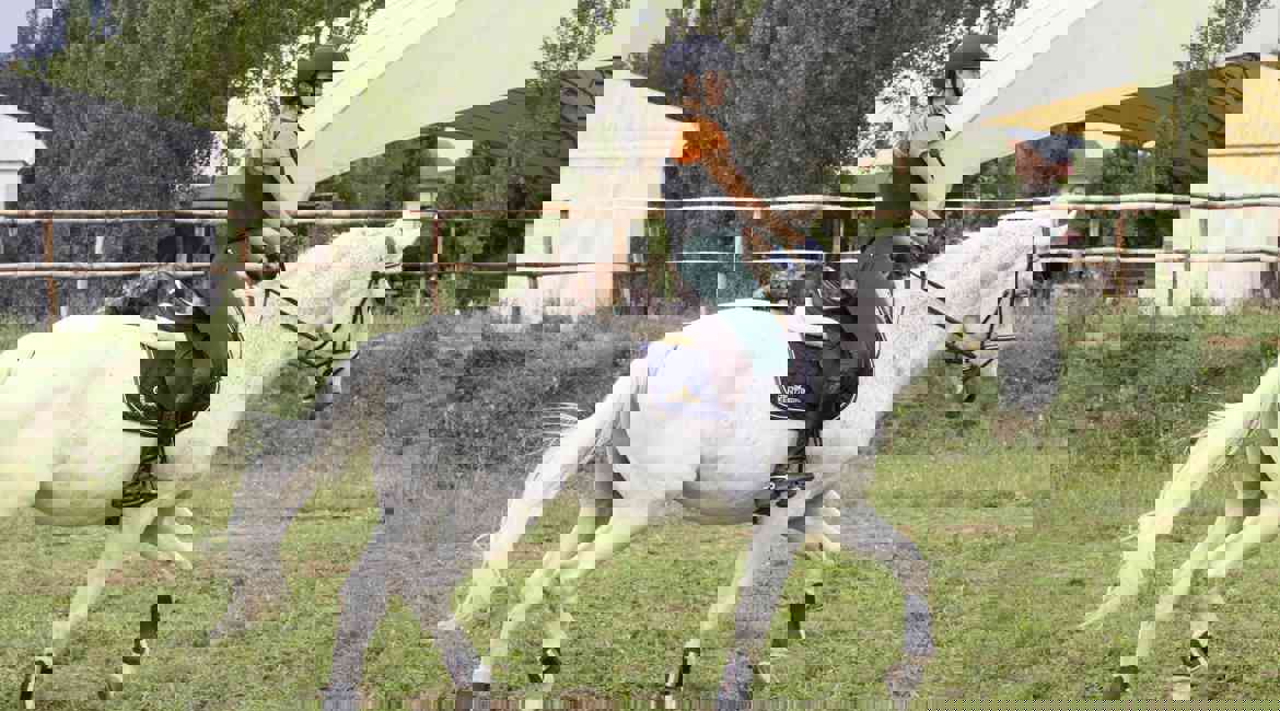 Cavallo Bianco