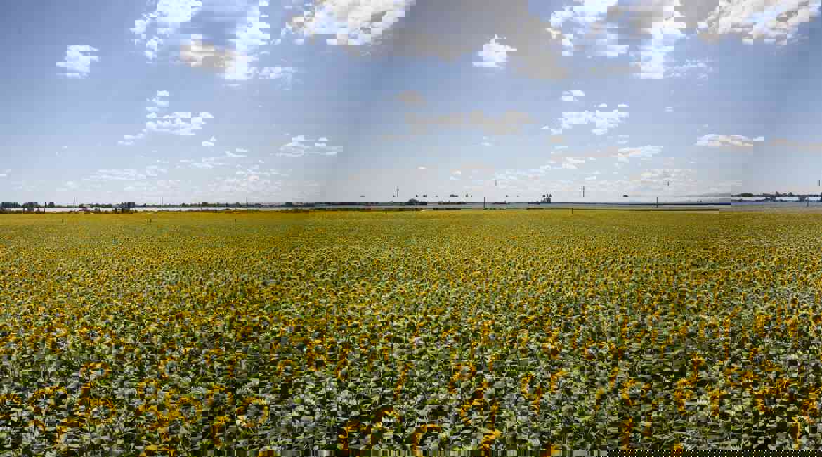 Girasoli Min