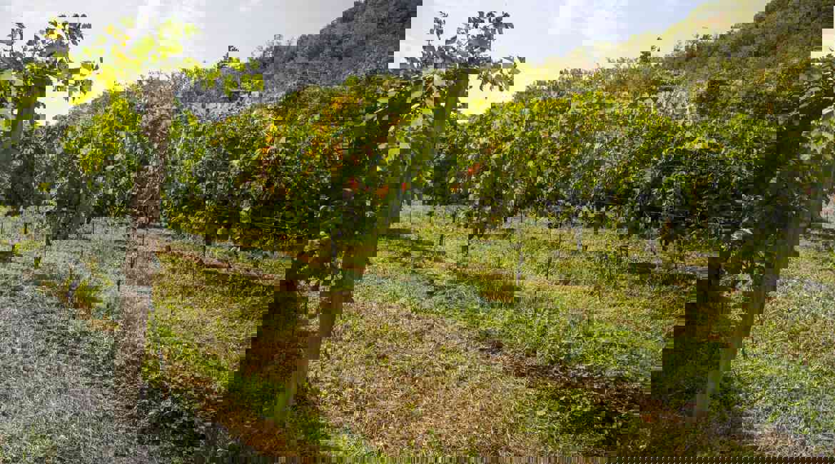 Agricoltura
