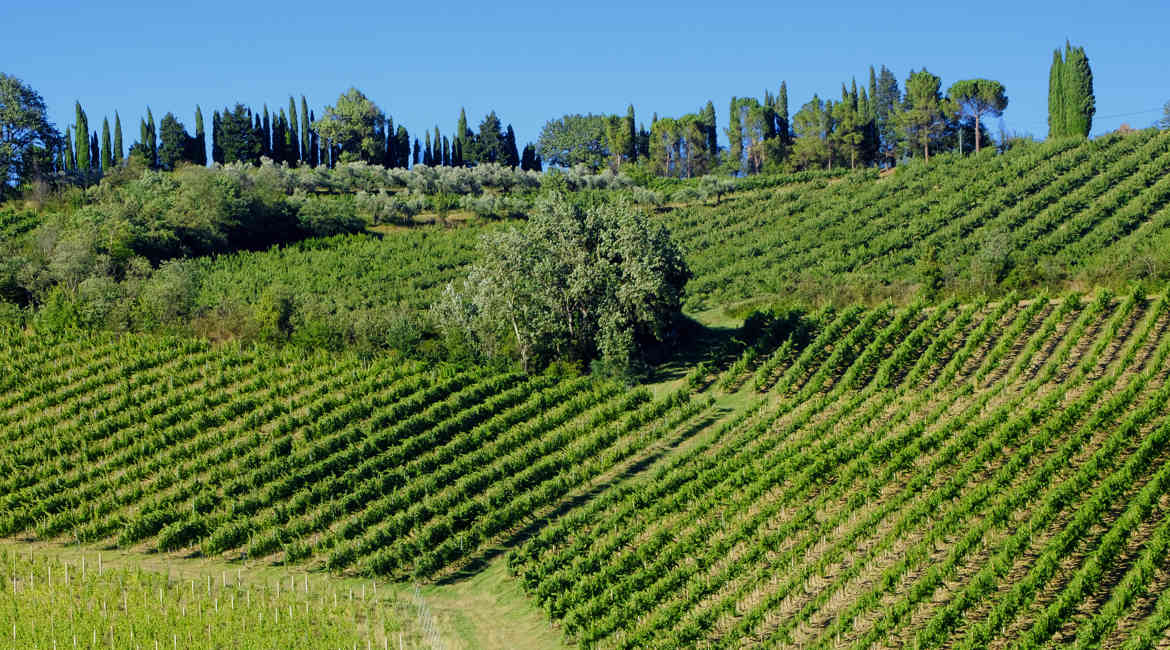 Colline Imolesi