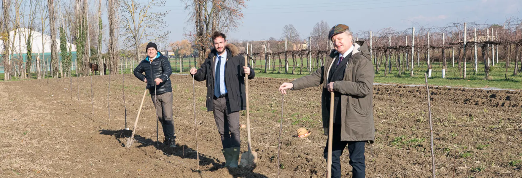 Radici Comuni Alberti Piantati 