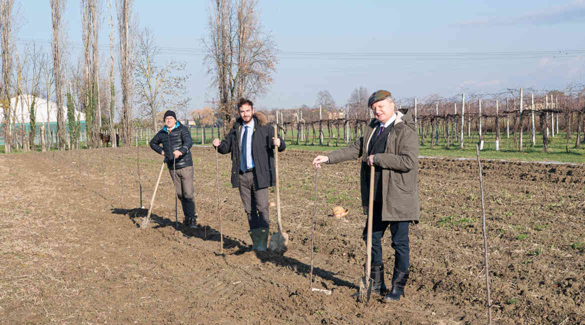 Radici Comuni Alberti Piantati