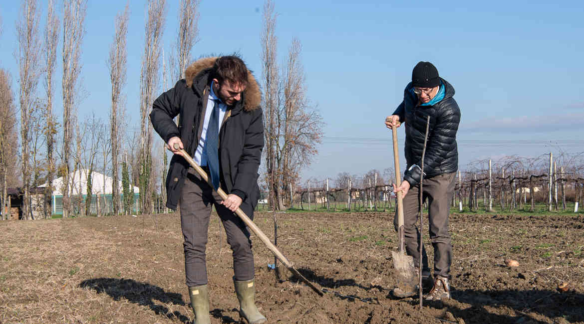 Radici Comuni Pianta Susino