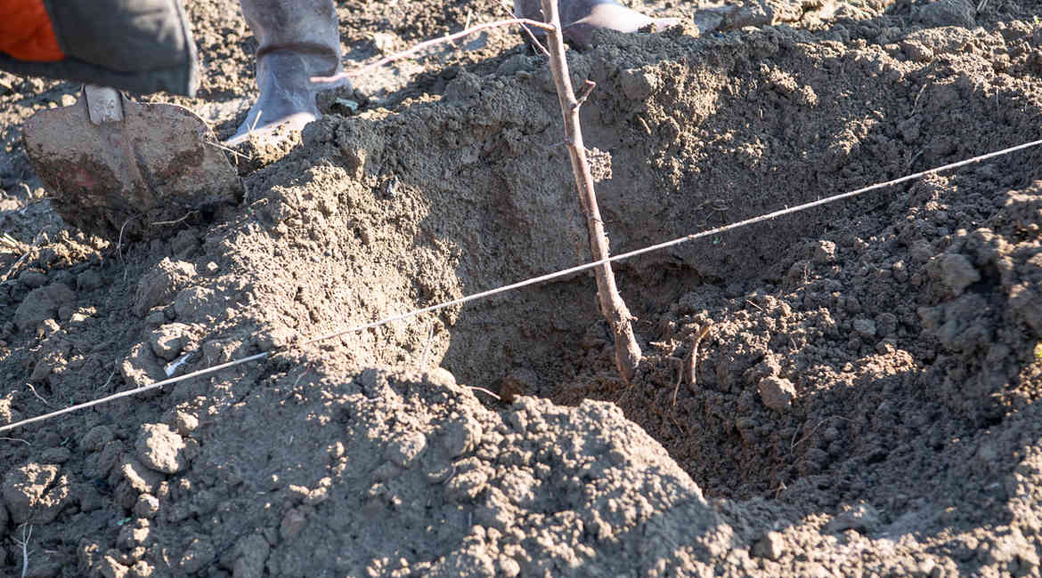 Radici Comuni Piantumazione Albero Susino