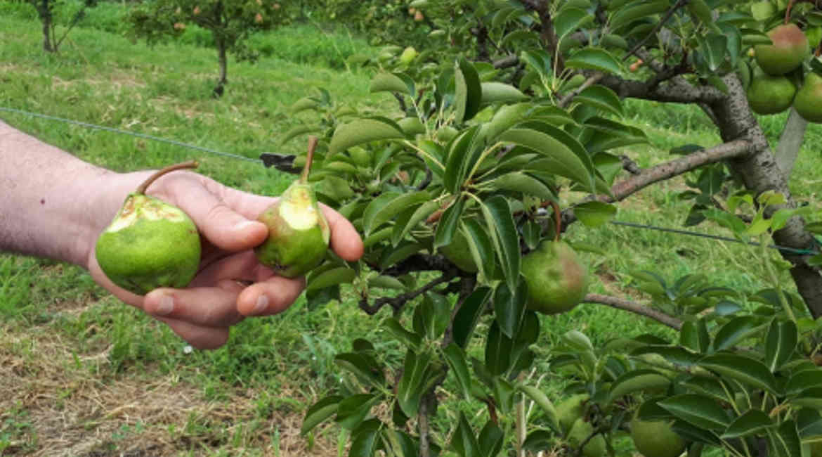 Danni a pere da cimice asiatica